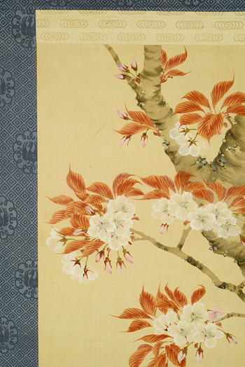 �N�ˁ@�ʏ��@Sakurato Tamao�^�w�g��N�E���ӂ��N�x